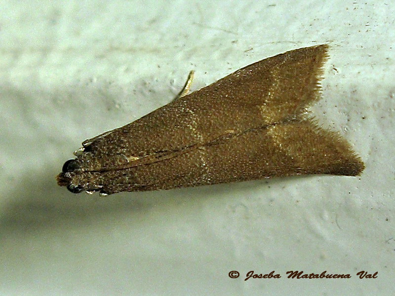 A determinare 3 -  Eccopisa effractella (Pyralidae)